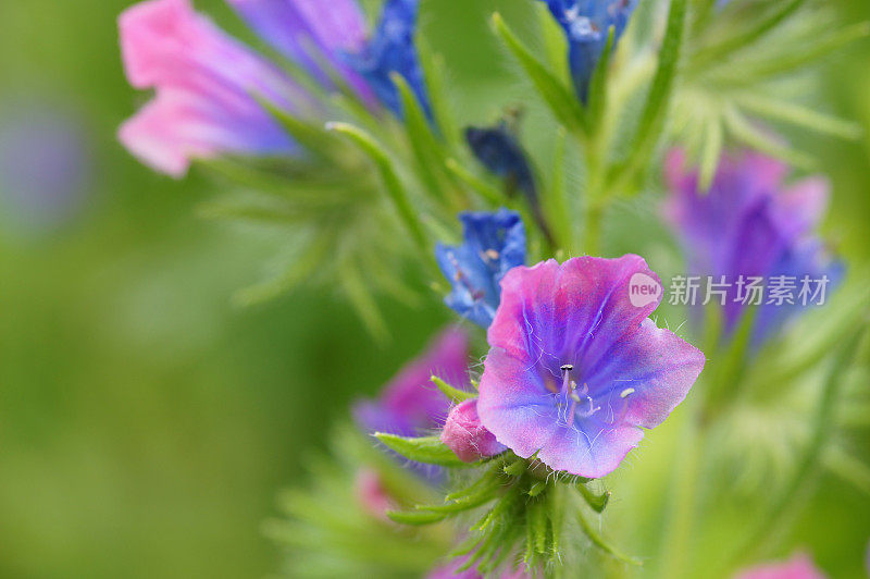 Echium vulgare花